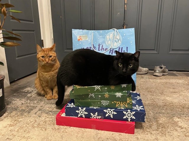 Gentle House Panther Needs His Forever Family image 7