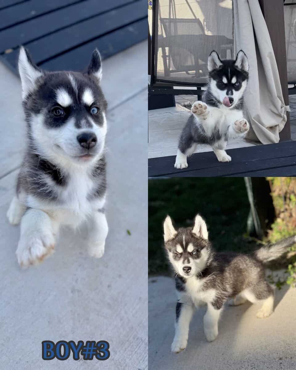 Husky puppies image 3
