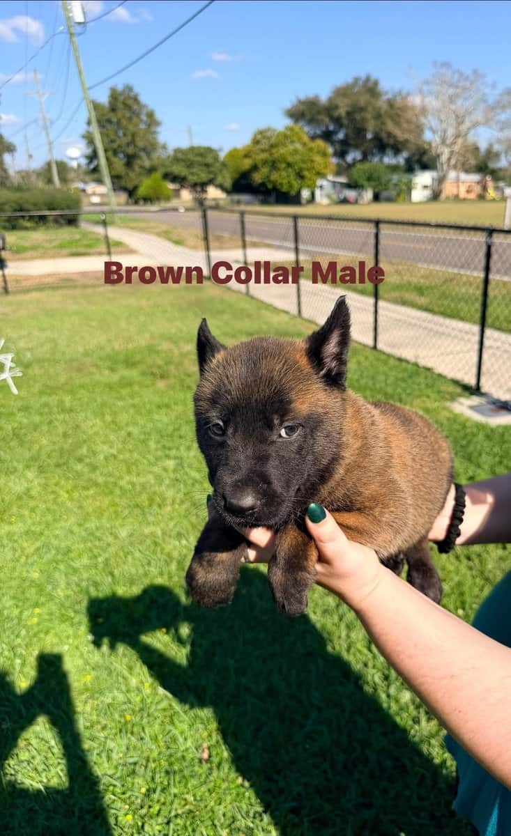 Belgian Malinois pups image 1