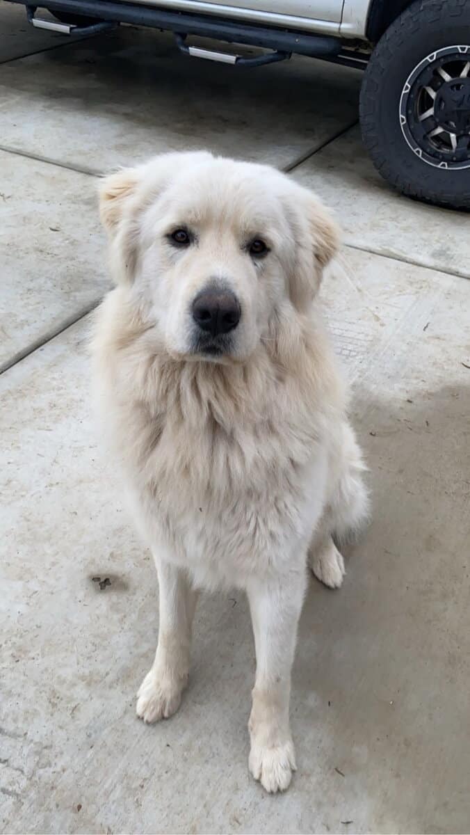 Great Pyrenees image 2