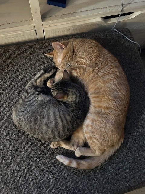 The Dynamic Duo - Healthy, Handsome Stripey Boys image 5