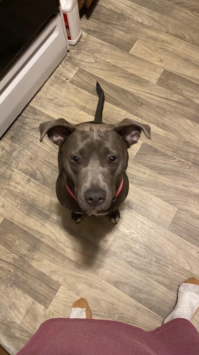 Needs Rehoming image 1