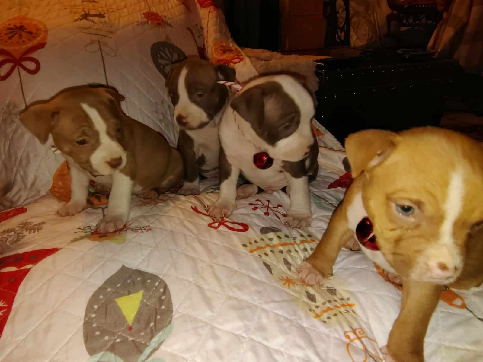 Christmas Pups image 4