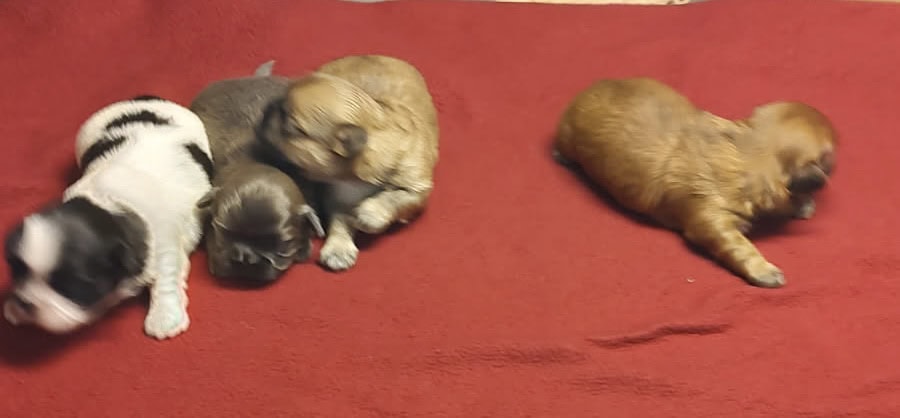 SCHNAUZER & SHIH TZU FUR BABIES R’ US image 4