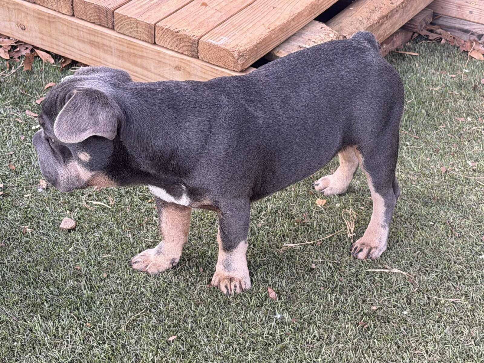 French Bulldog puppy Orange image 3