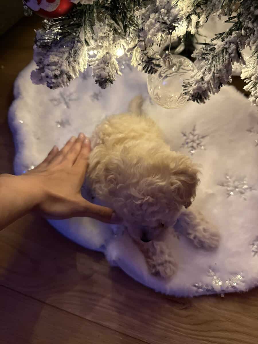 Pure Maltipoo Puppy for sale image 3
