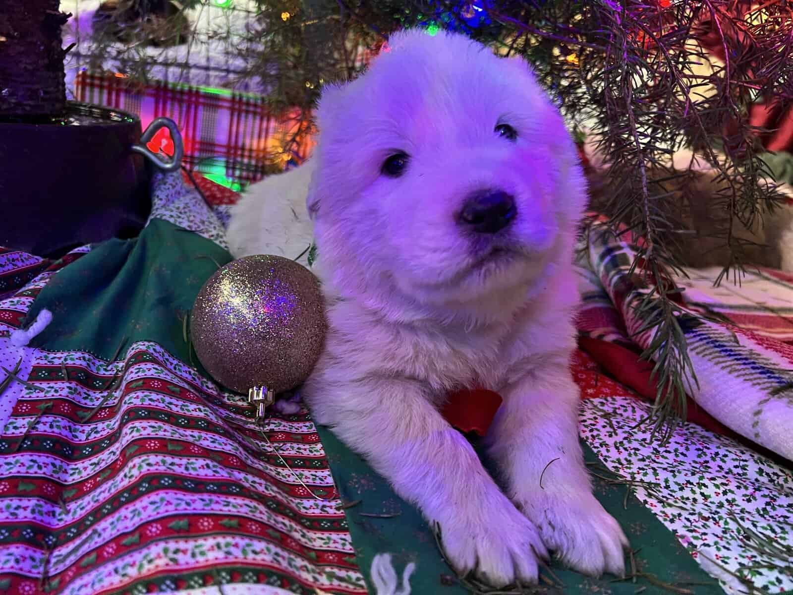 5 Farm Pups image 6