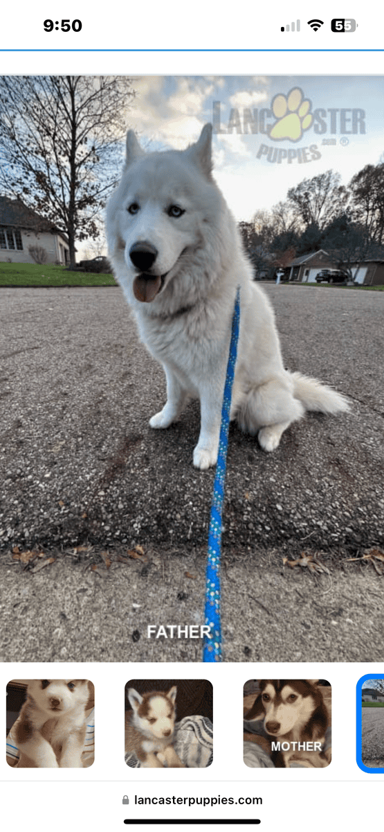 F2 Pomsky image 2