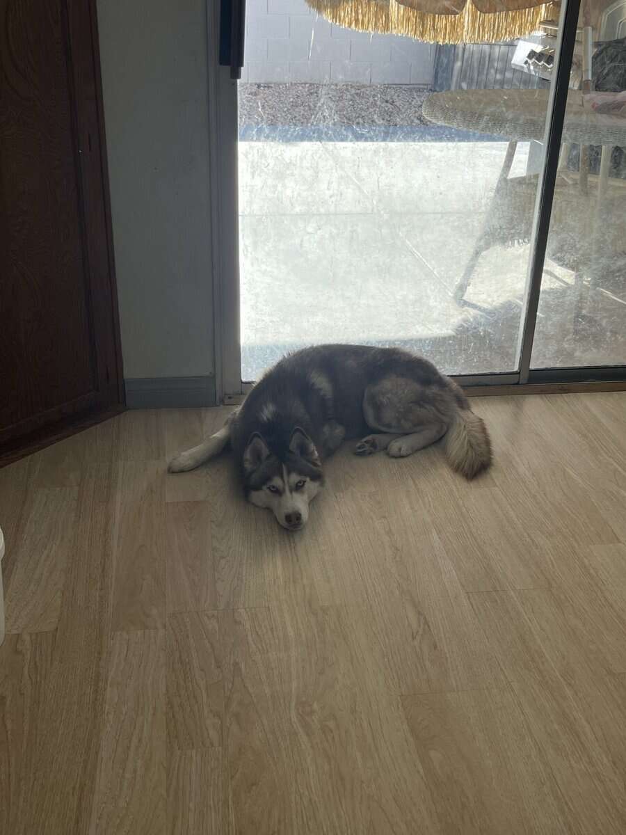 Siberian Husky image 4