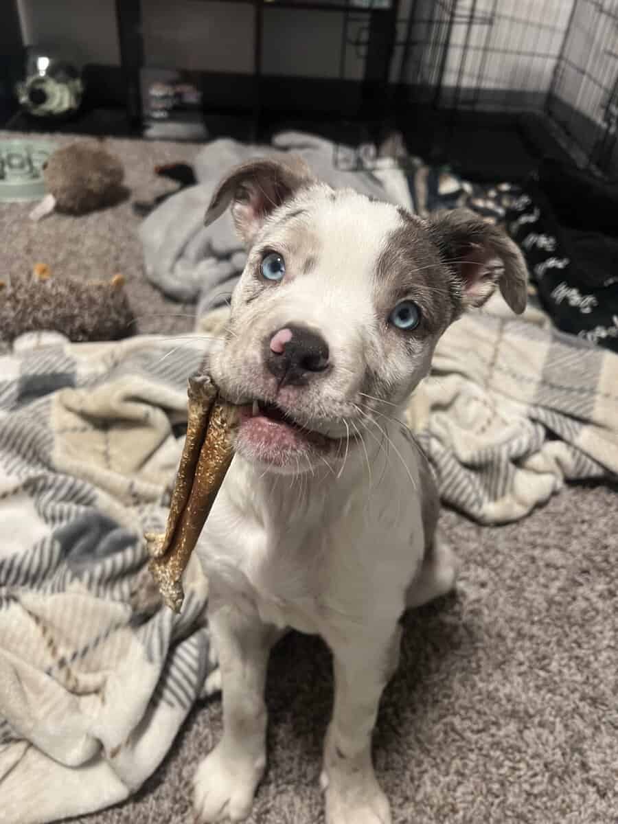 Pitsky pup image 1