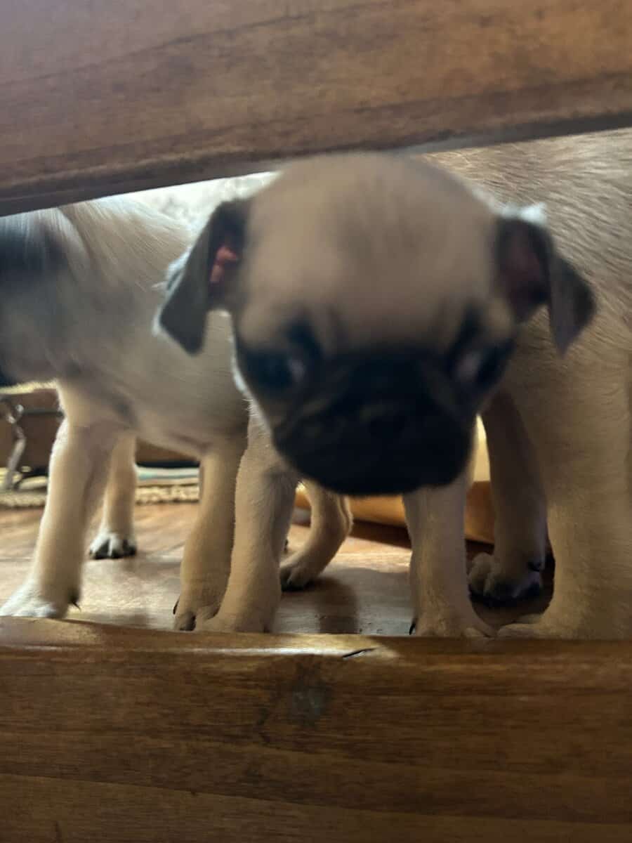 Puggies image 6