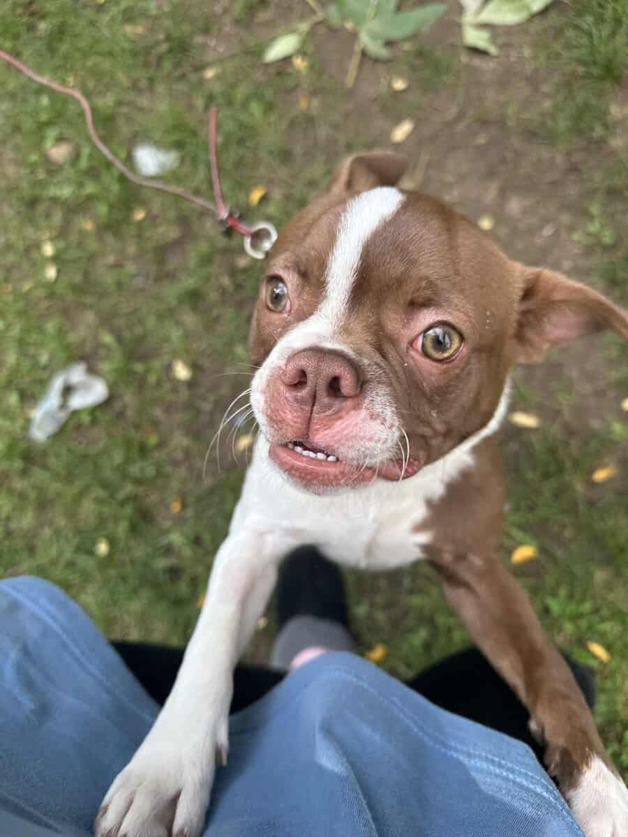 Boston terrier image 3