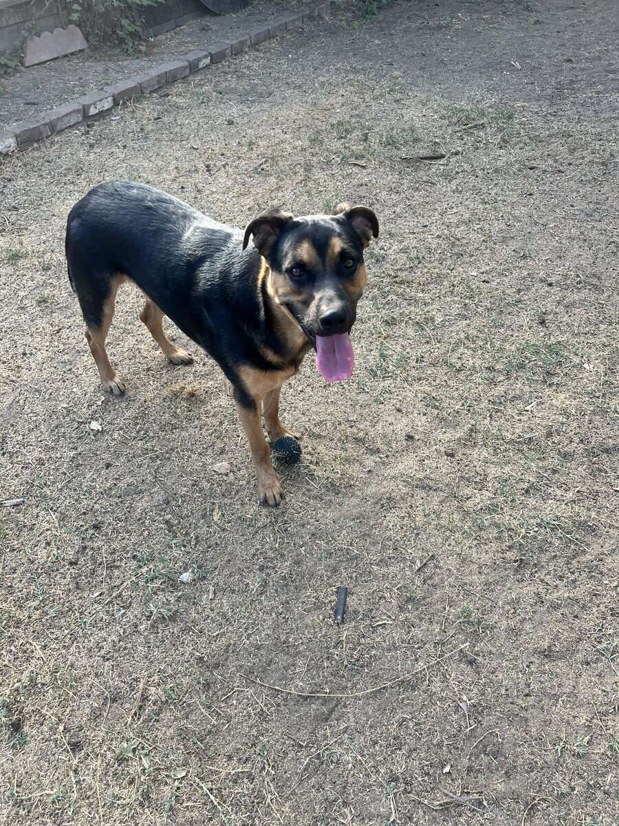Moving to smaller home and need to rehome my dog image 2