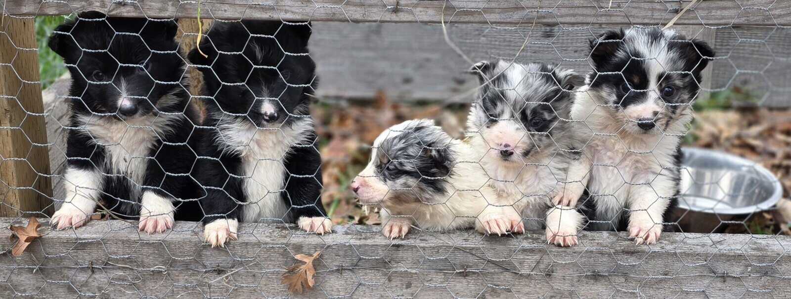 Christmas Puppies!!!...4 sold, 5 females left!!!.. image 12