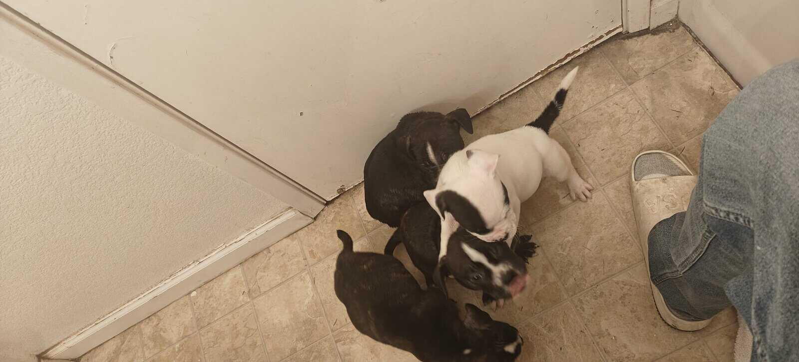 Levitt bulldogge / French bulldog hybrids image 6