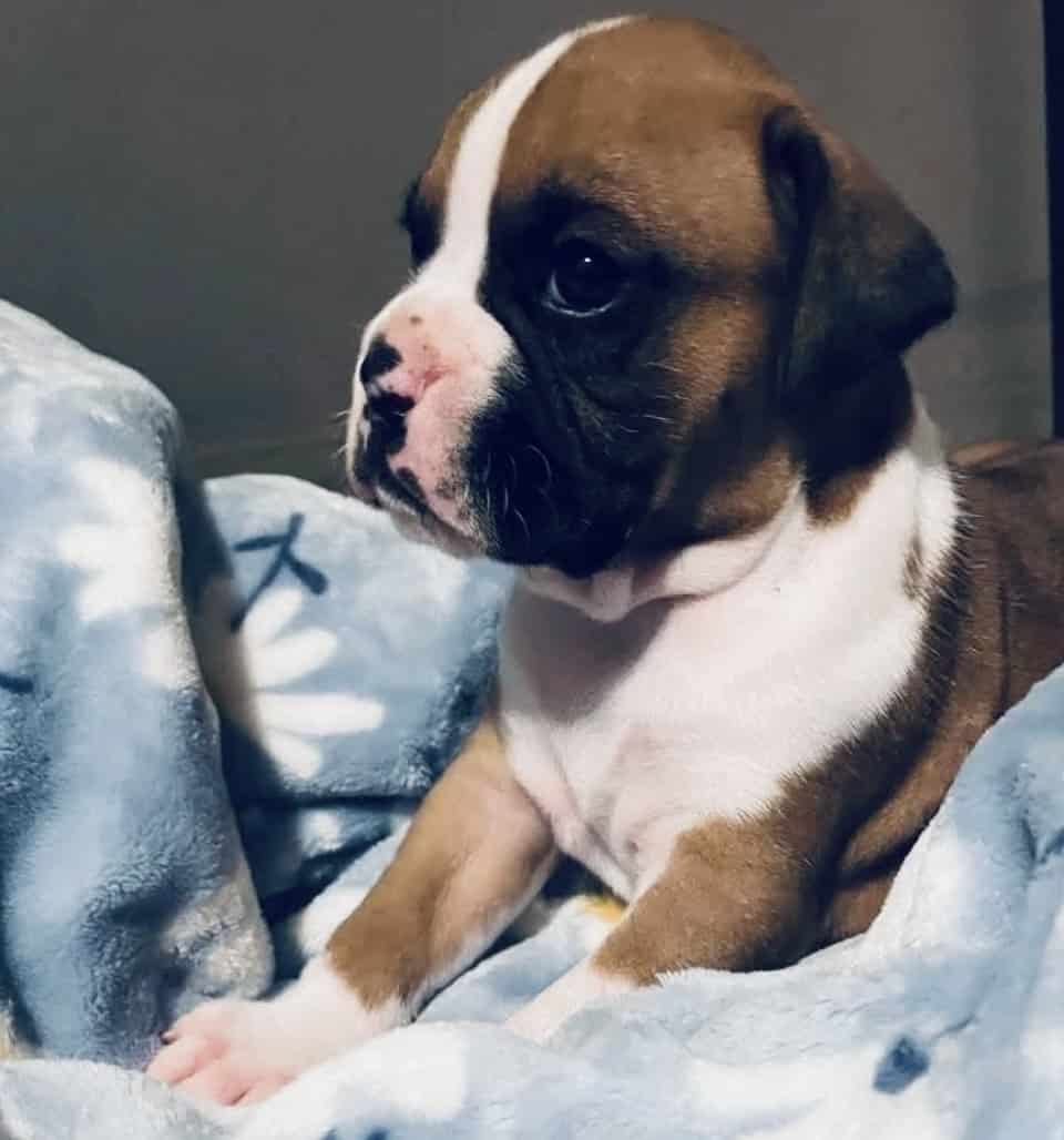 Boxer image 1