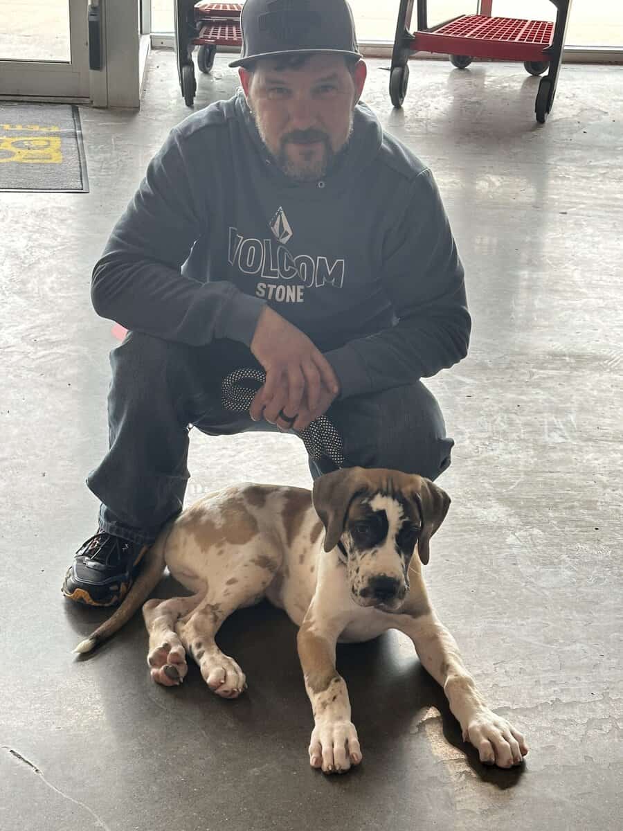 Great Dane image 1