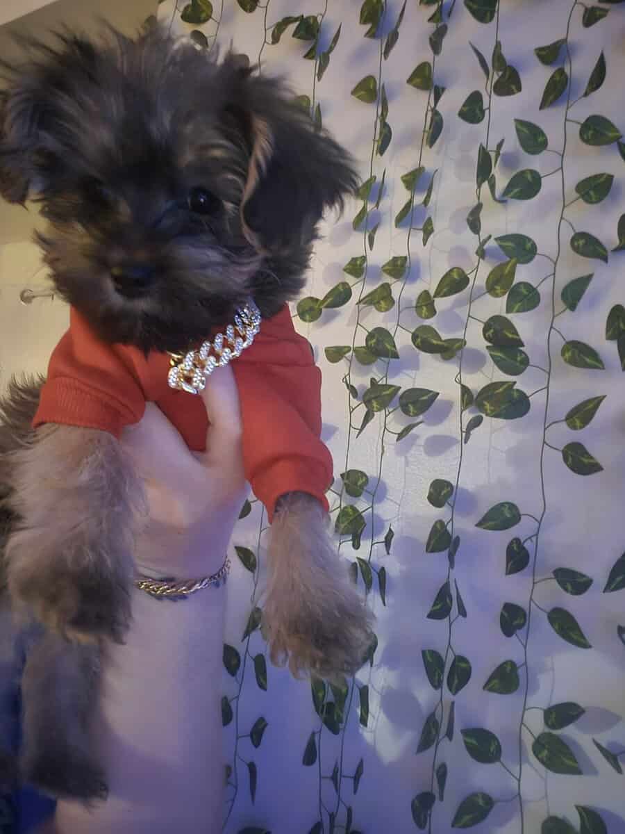 Rylee for sale image 3