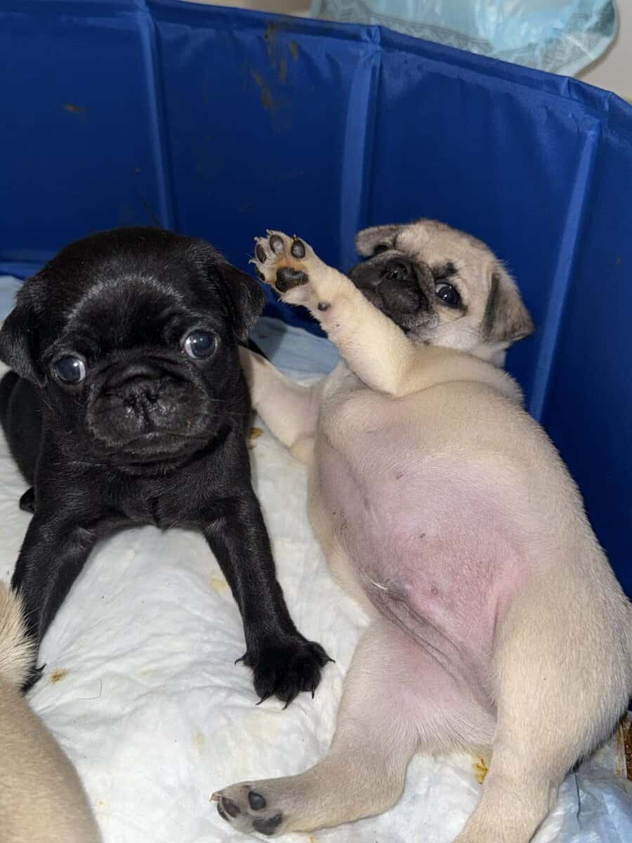 Pug Puppies image 2