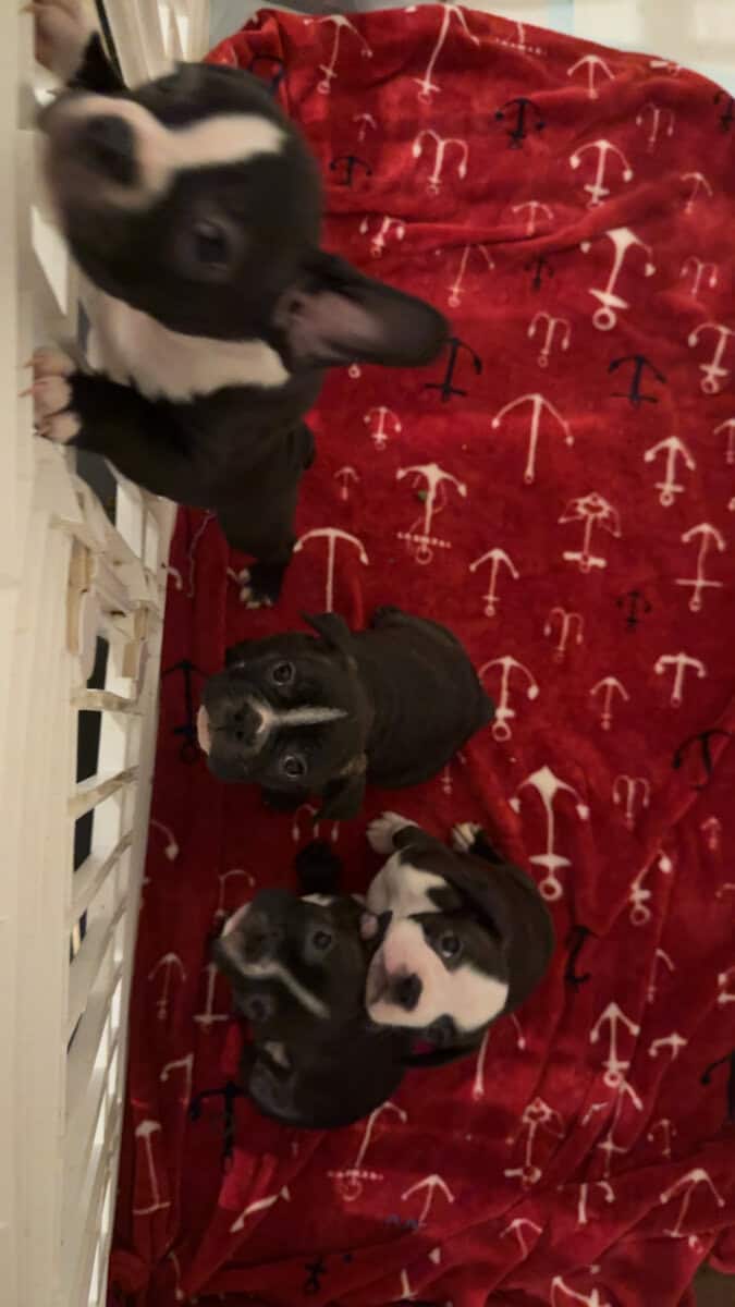 Frenchton puppies image 6