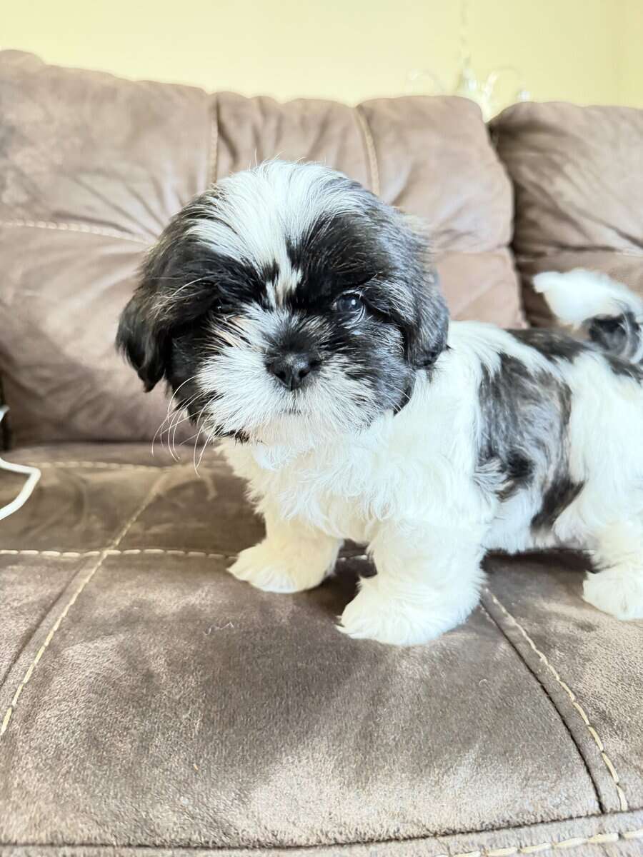 Imperial Shih Tzu puppies image 3
