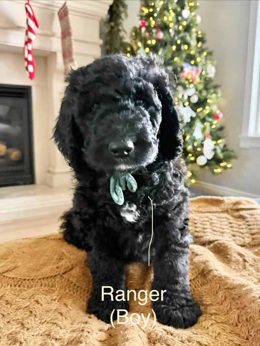 Golden Mountain Doodles Ready! image 6