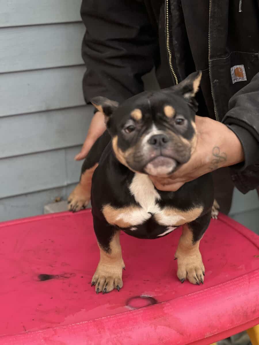 5 month old black tri pocket female image 2