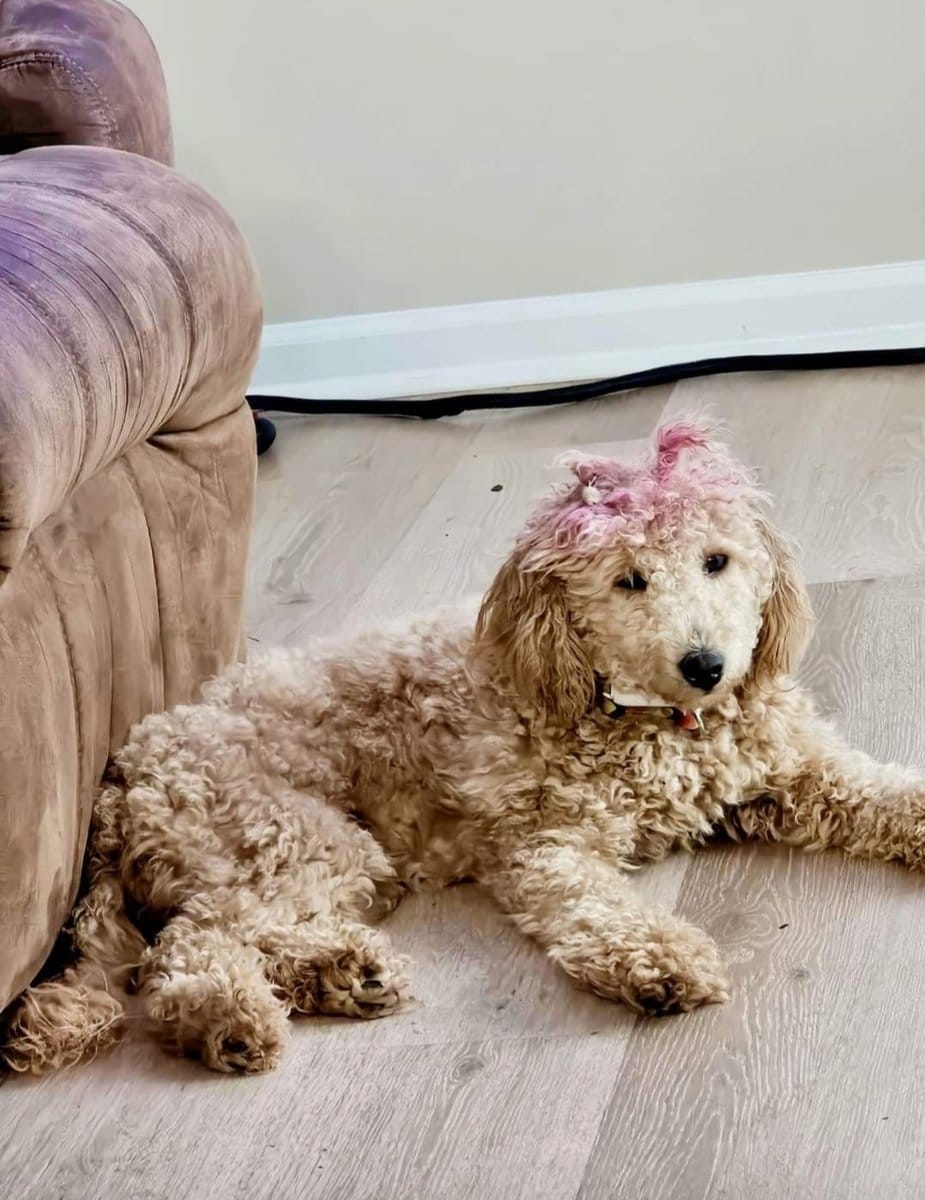 Golden doodle image 1