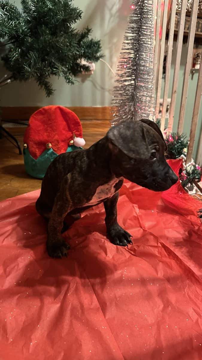 Pitbulls for sell image 8