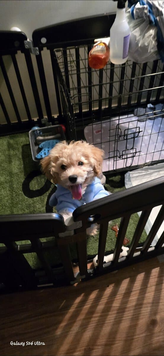 12 WK OLD MALE COCKAPOO image 6