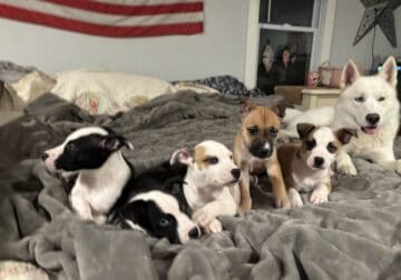 11 week old Staffordshire Terrier/Husky puppies