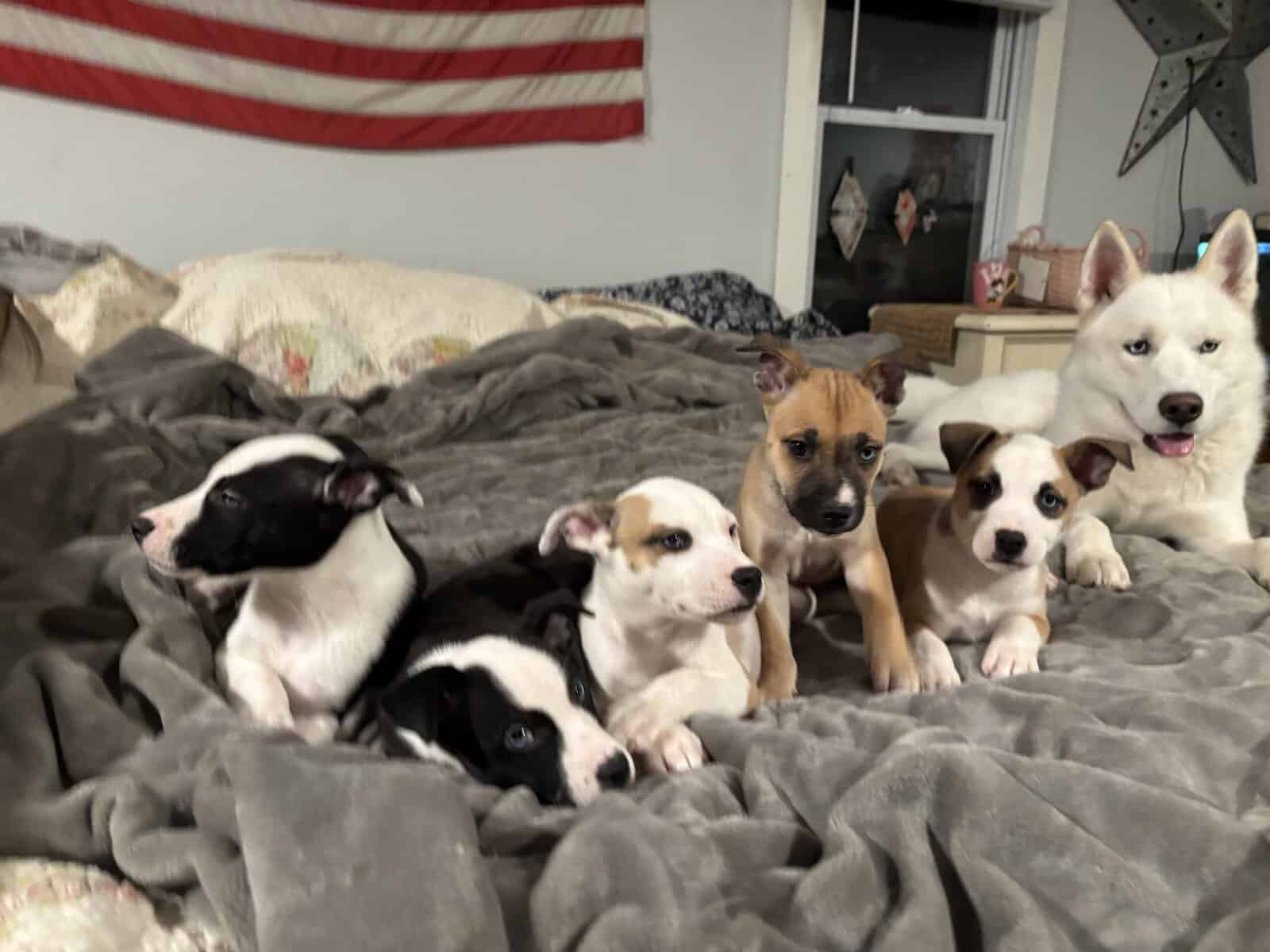 Staffordshire Terrier/Husky puppies image 2
