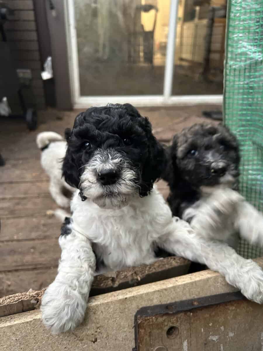 Moyen Poodle Puppies image 2