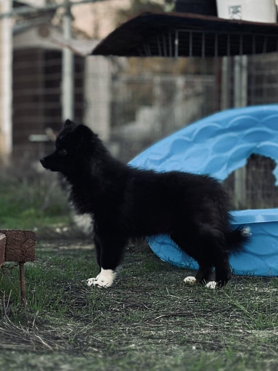 AKC male image 5