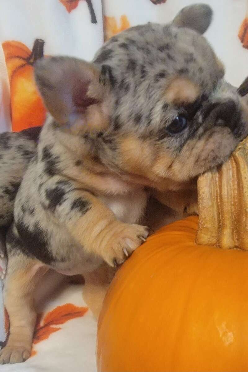 AKC French Bulldog Puppies - Ready NOW! image 8