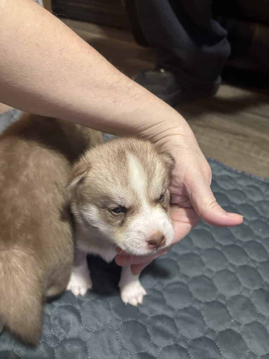 Alusky Puppies image 8