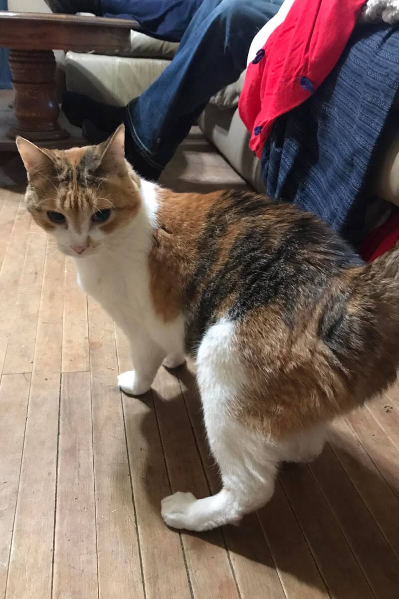Rehoming Cat image 1