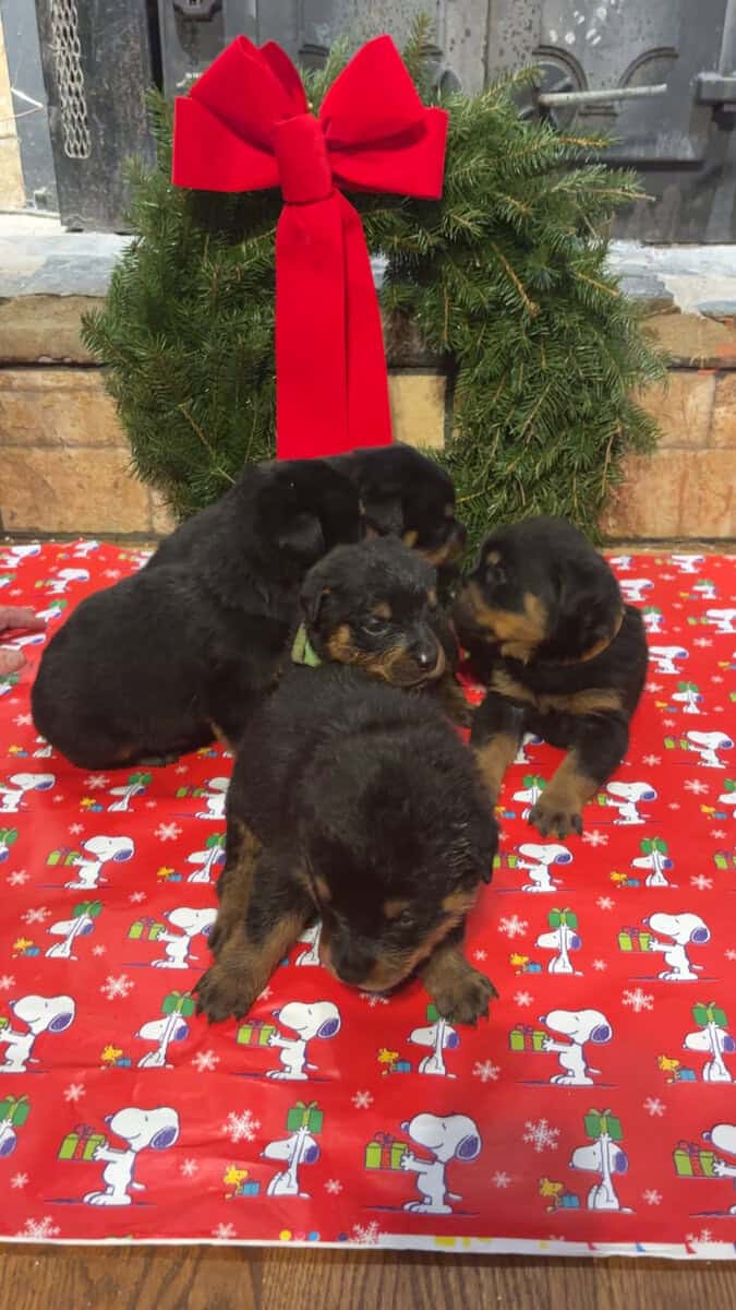 German Rottweiler puppies image 4