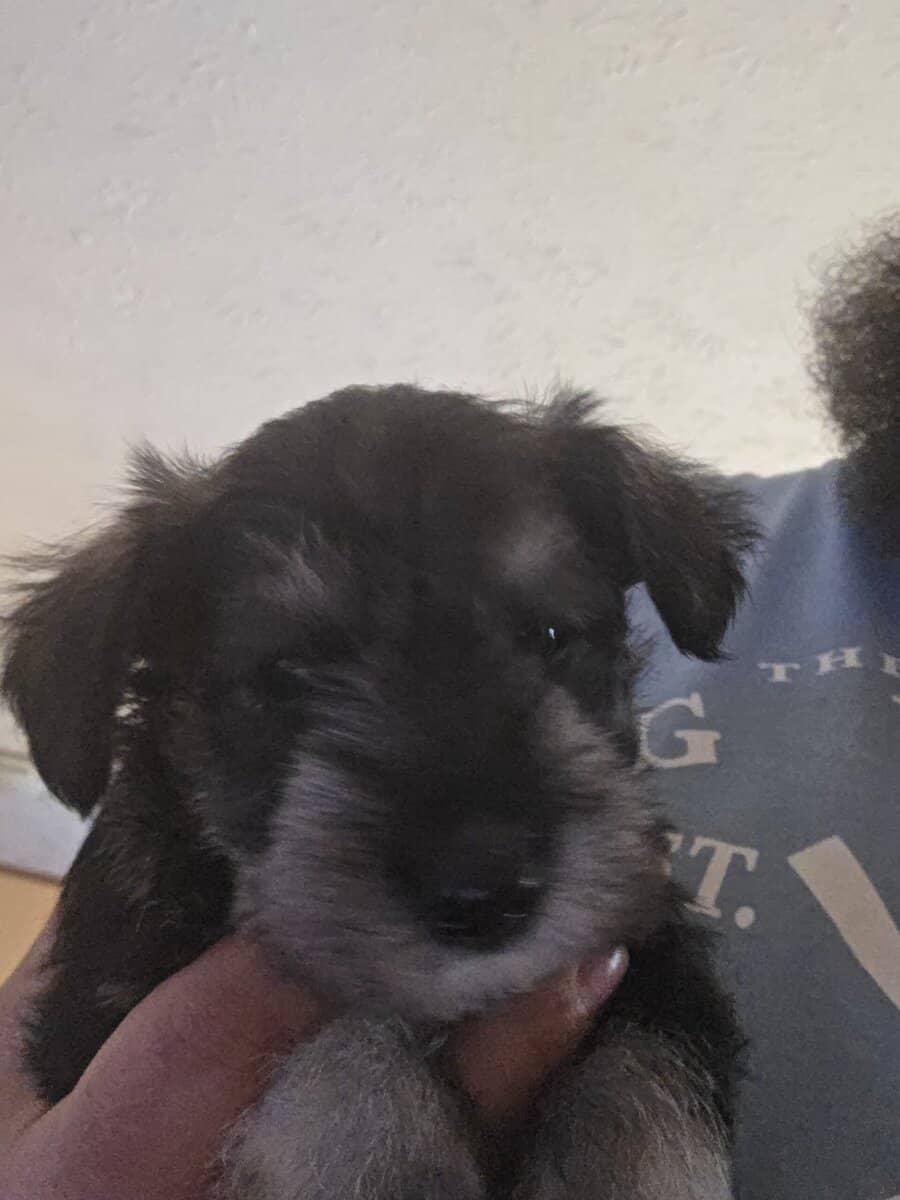 Schnauzers image 3
