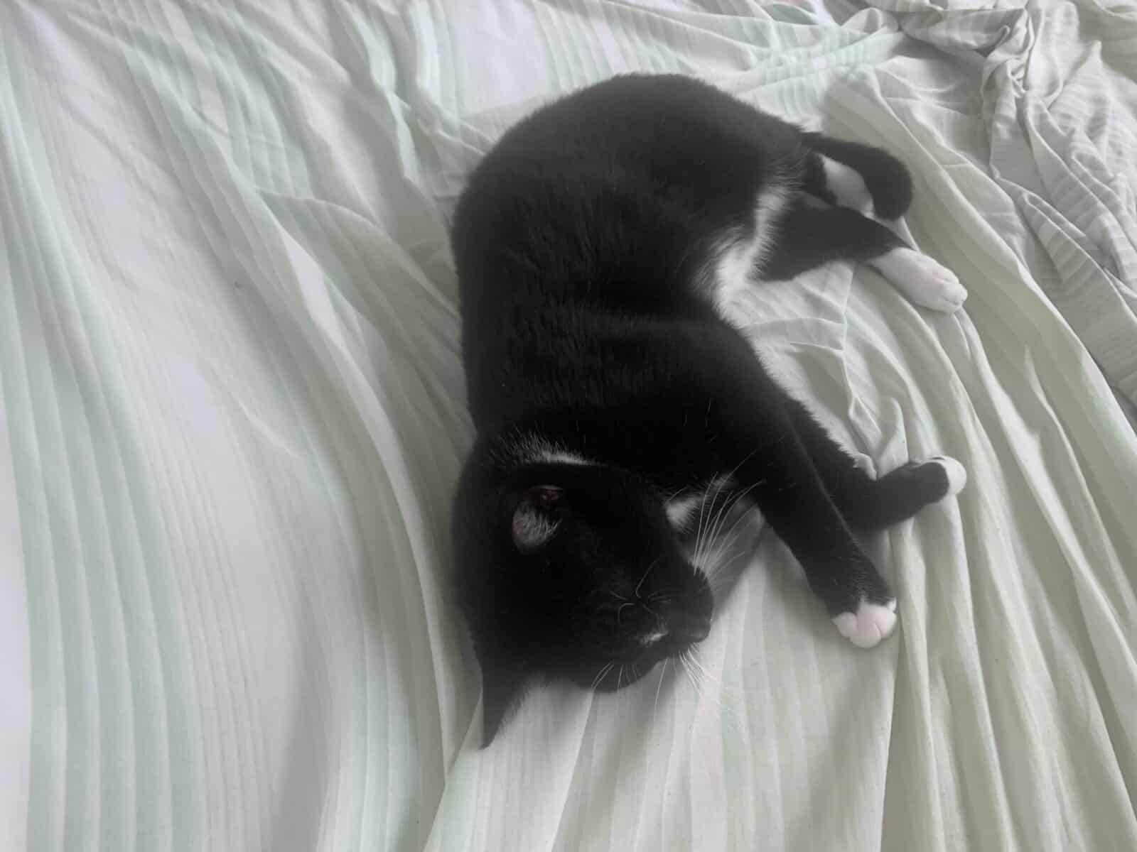 Domestic Shorthair Kitten, male needs a home image 2