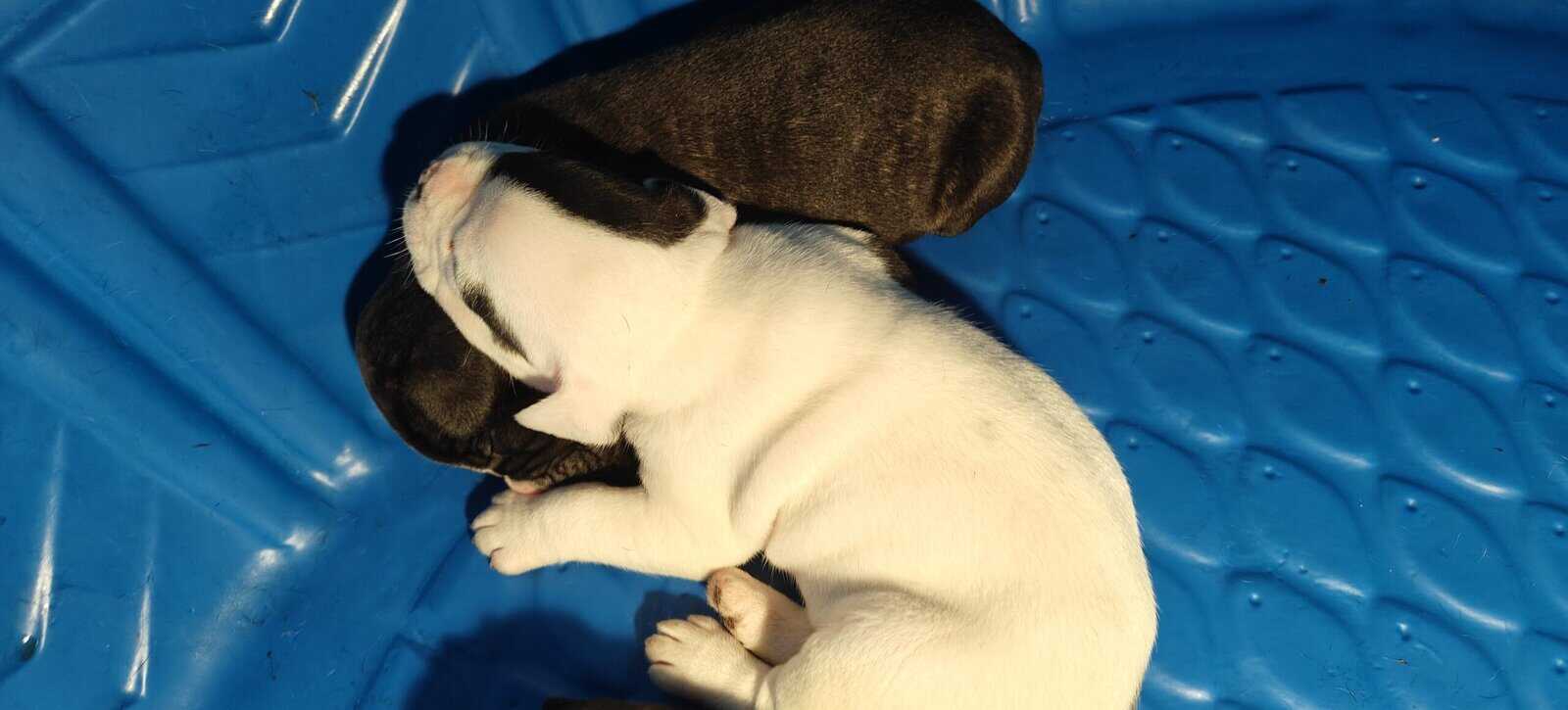 Levitt bulldogge / French bulldog hybrids image 10