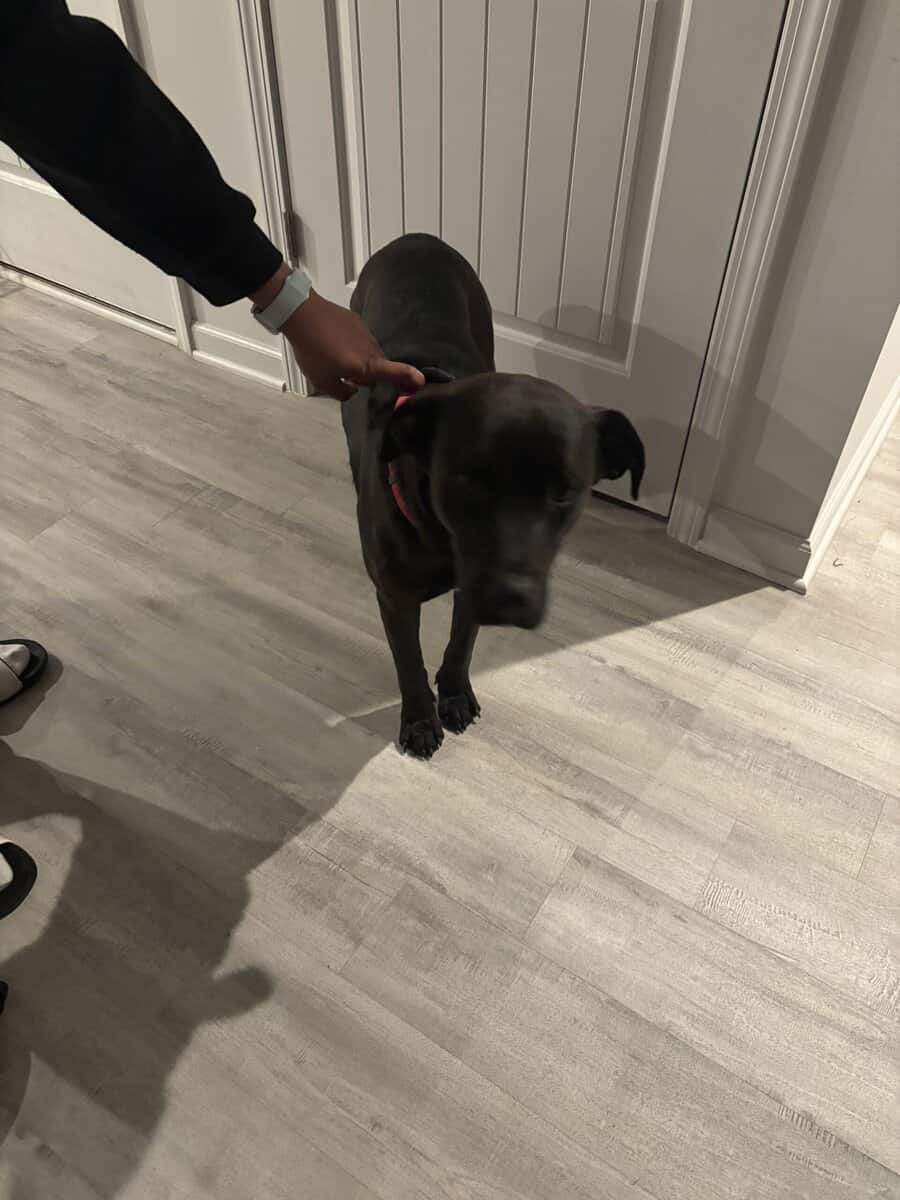 Sweetheart Nala!! 1.5 yr old Black Lab image 2