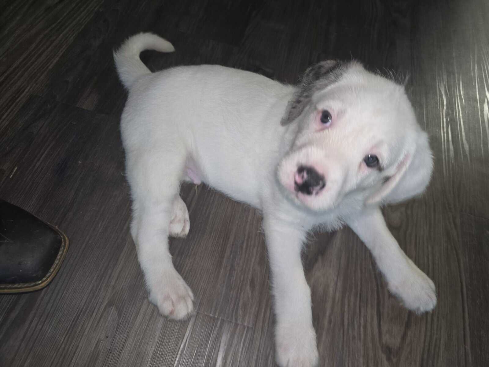 Christmas puppies 5 American bulldog st Bernice mi image 6