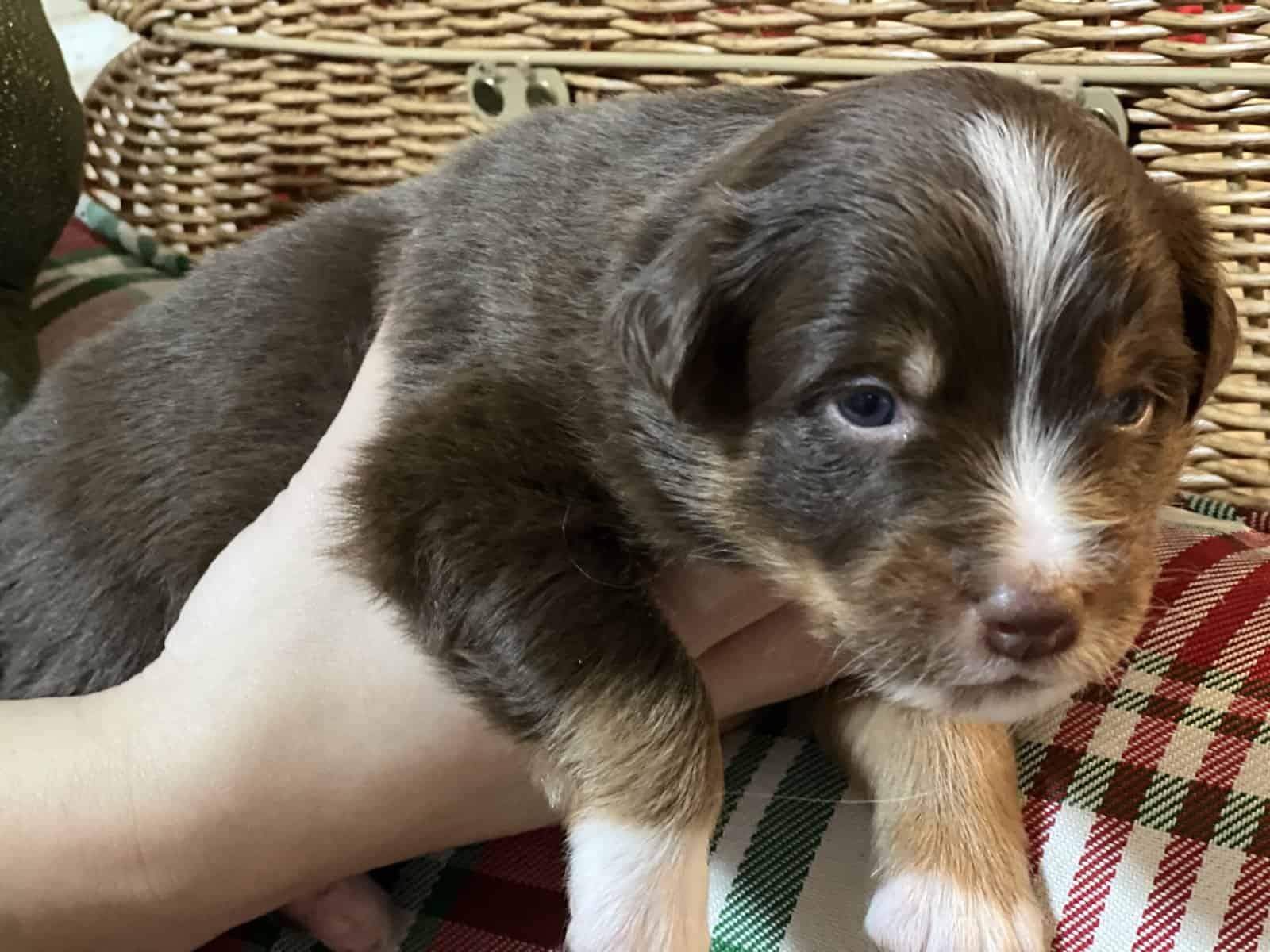 ASDR AUSTRALIAN SHEPHERDS image 6