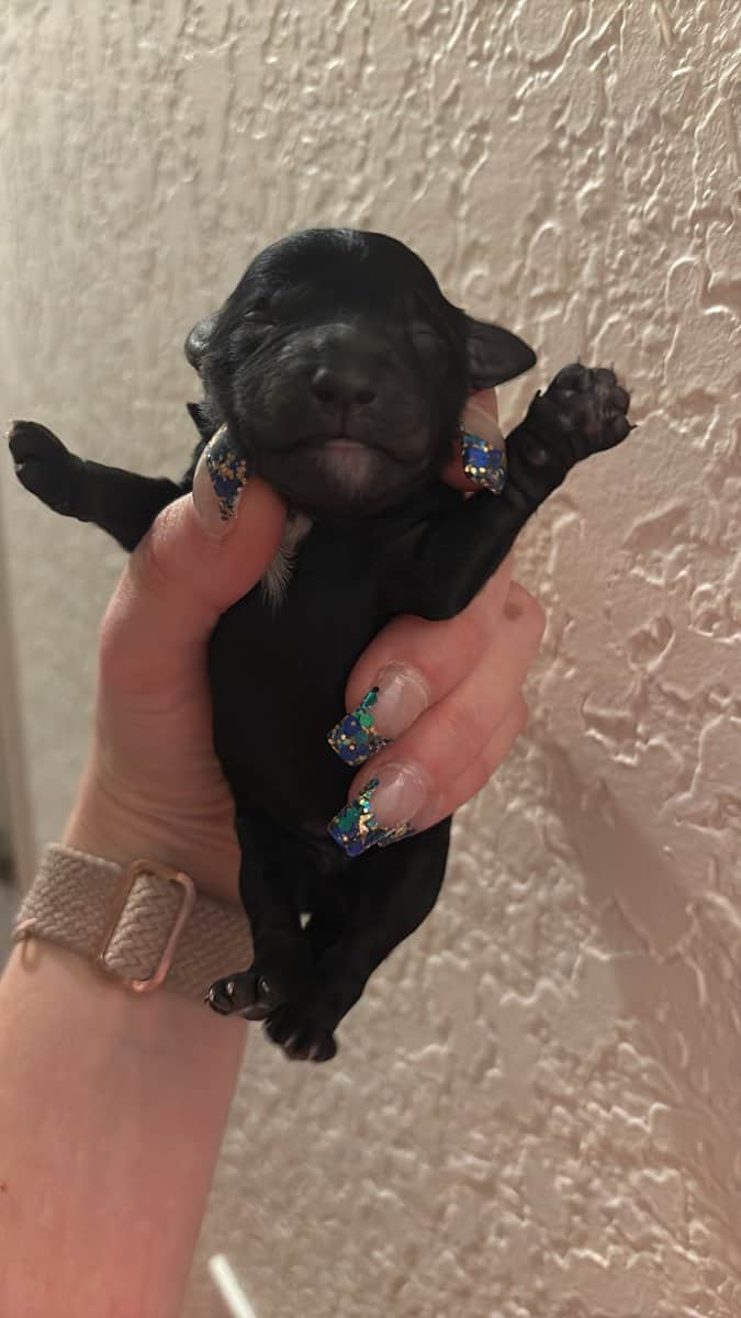 Schnoodles image 3