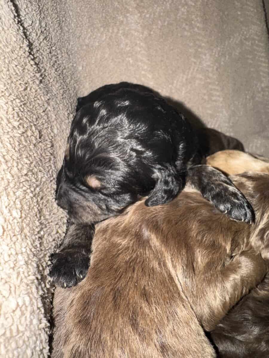 Bernedoodle Puppies image 6