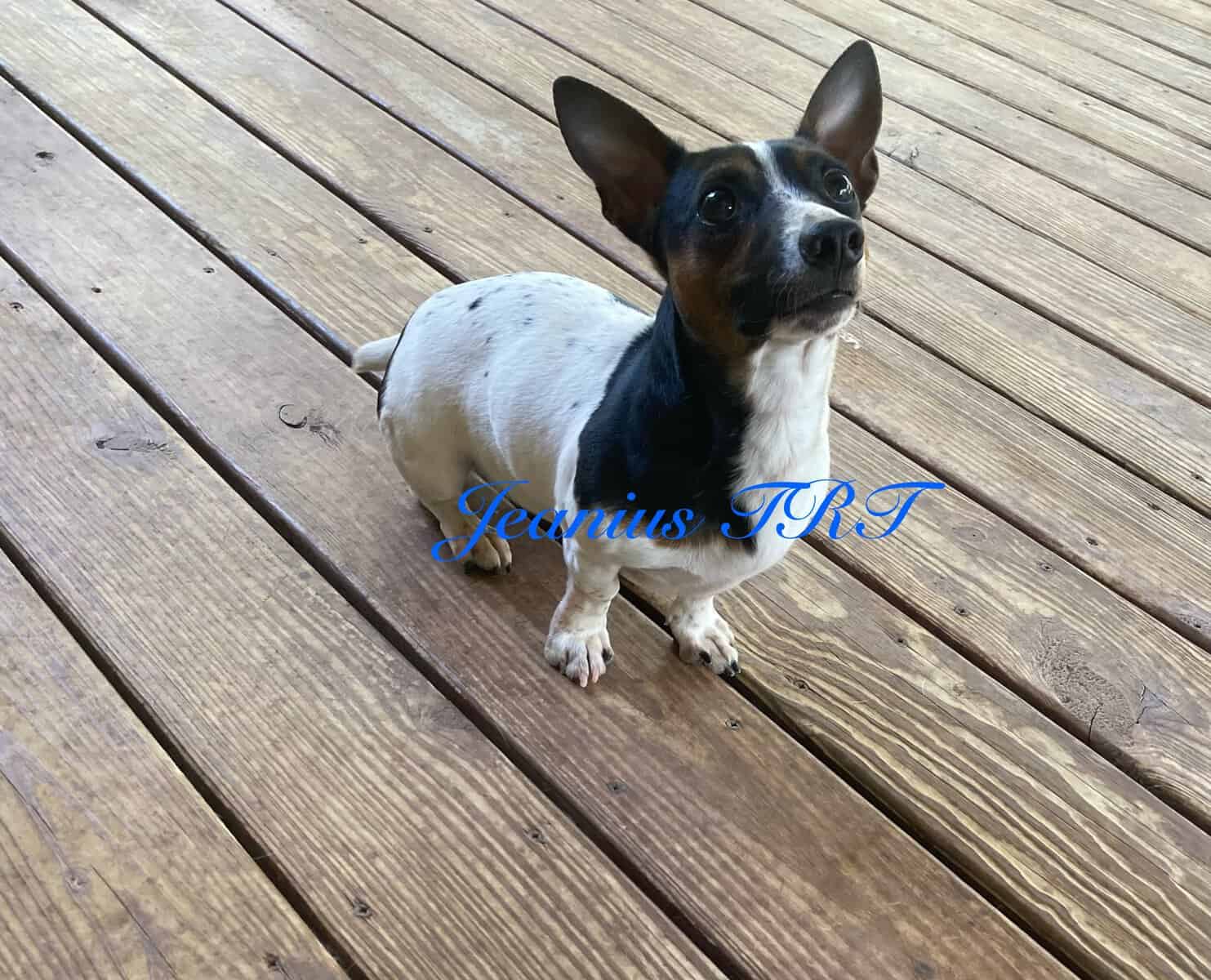 Female 12 pound Teddy Roosevelt Terrier image 1