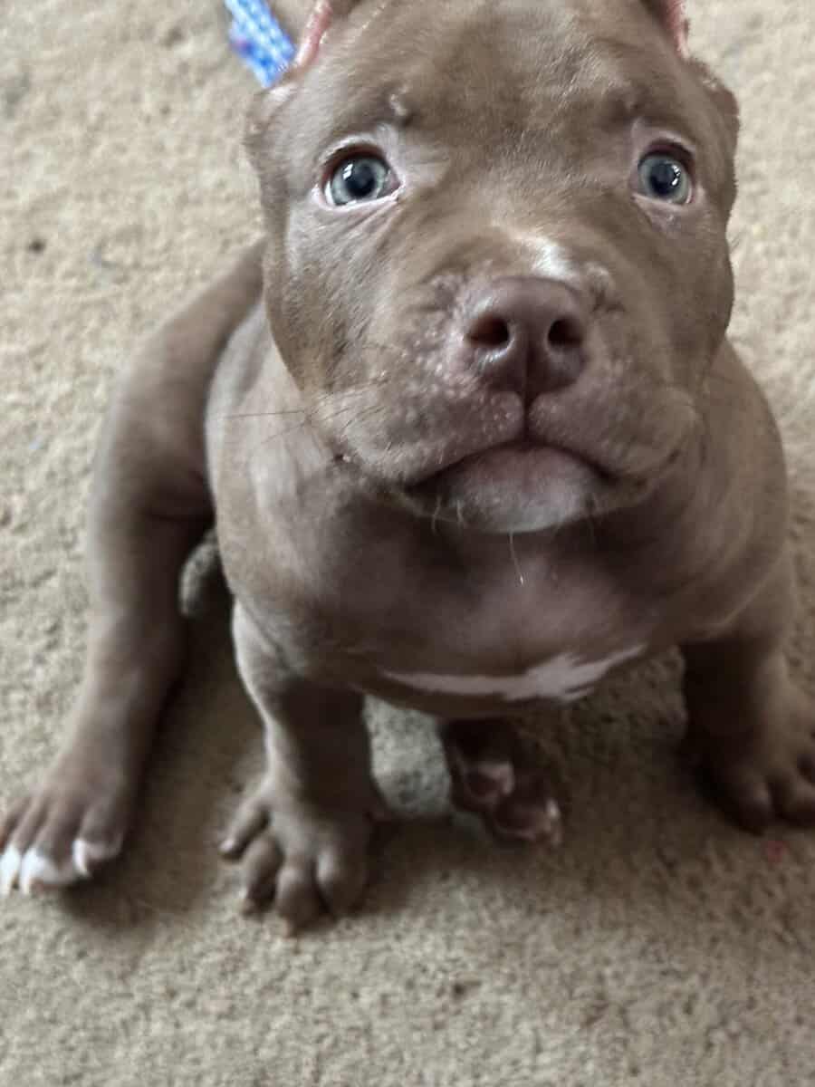 8 weeks American bullies image 5