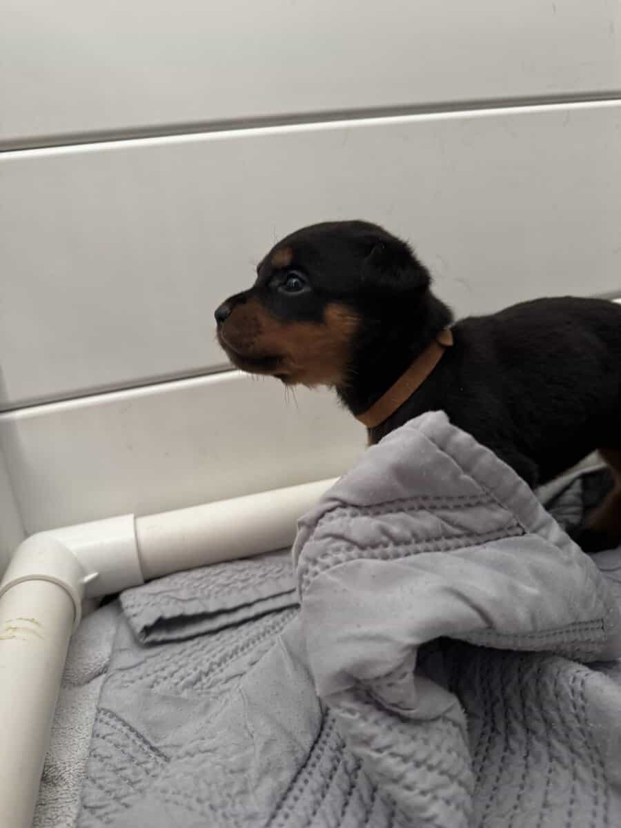 Puppies need a home image 3