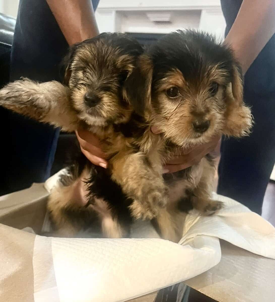 Holiday- Yorkshire Terrier Puppies Available image 2